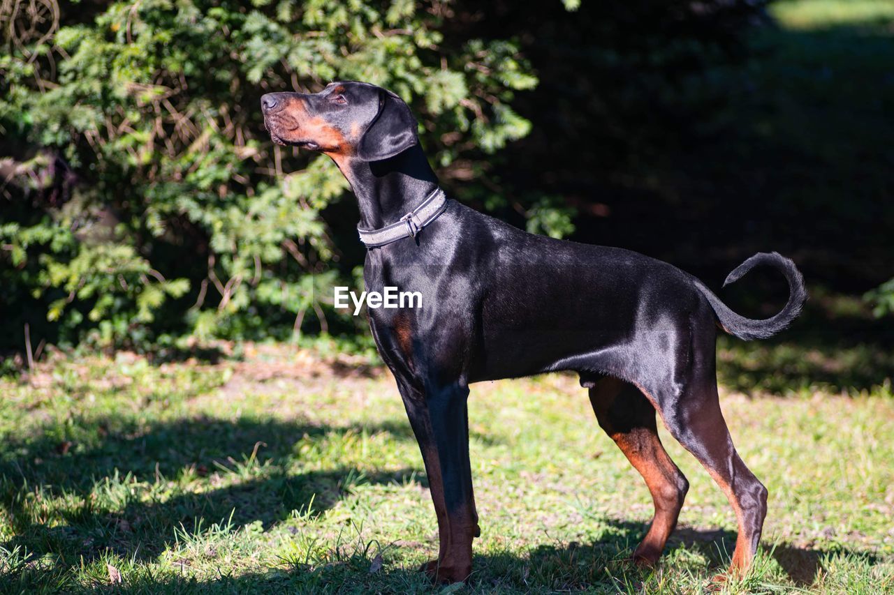 dog, animal themes, animal, pet, mammal, one animal, domestic animals, canine, plant, nature, grass, black, no people, full length, day, sunlight, standing, outdoors, side view, looking, carnivore, focus on foreground