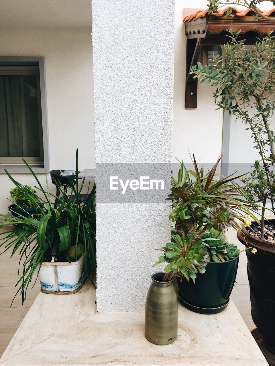 CLOSE-UP OF POTTED PLANT AGAINST HOUSE