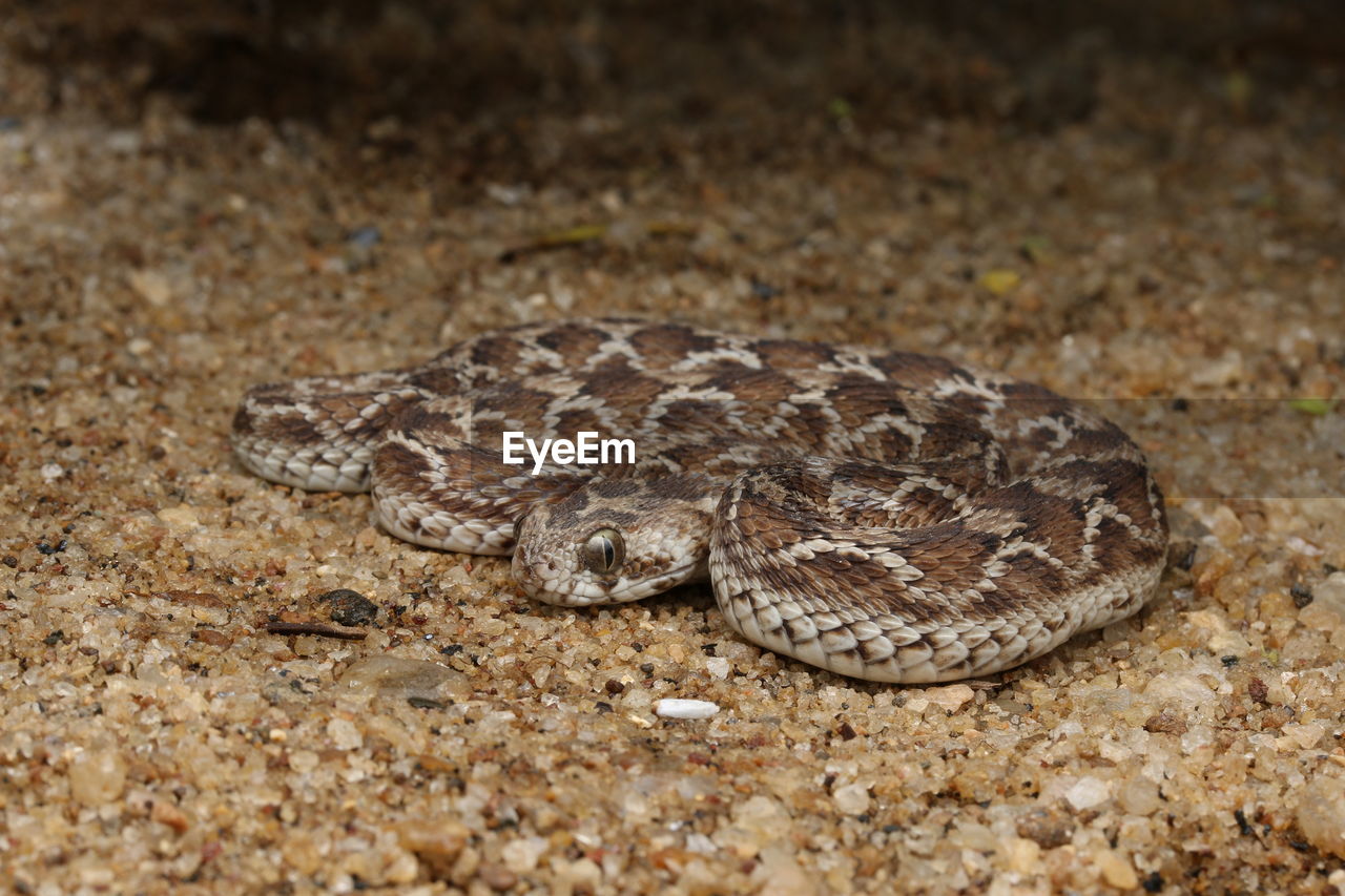 CLOSE-UP OF LIZARD ON GROUND