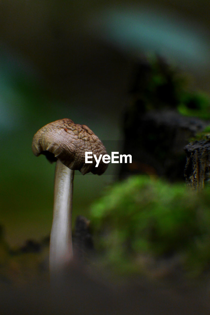 CLOSE-UP OF MUSHROOMS GROWING ON FIELD