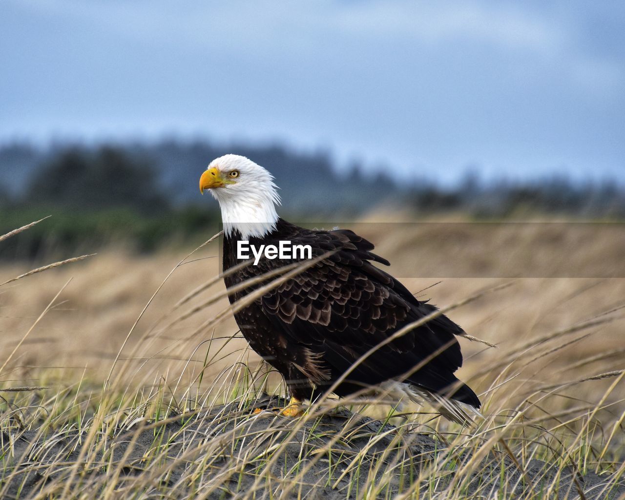 Bald eagle perching on a field