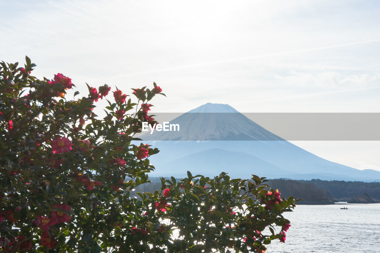 SCENIC VIEW OF SNOWCAPPED MOUNTAINS AND TREES AGAINST SKY