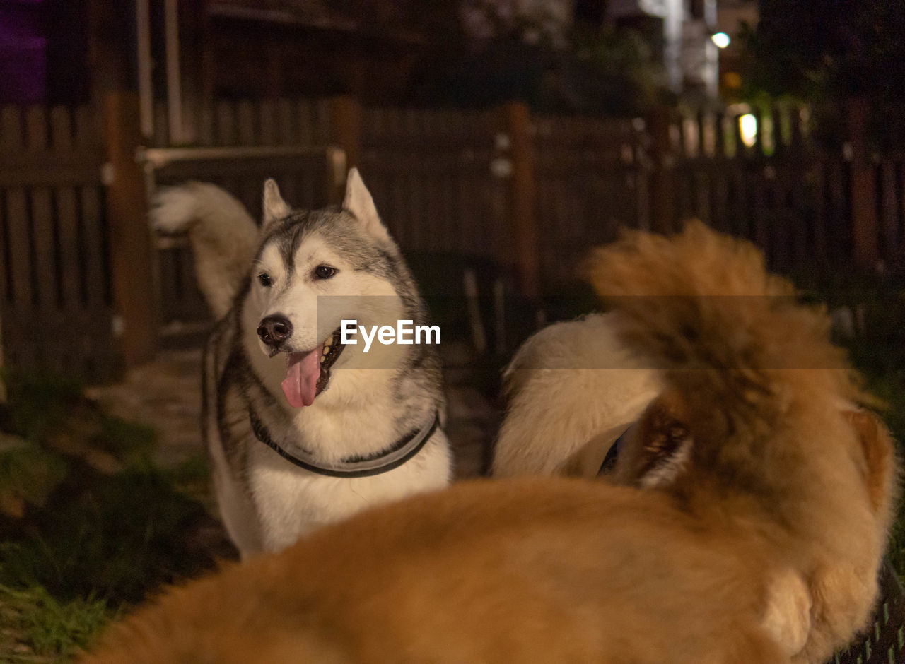 PORTRAIT OF DOG LOOKING AWAY OUTDOORS