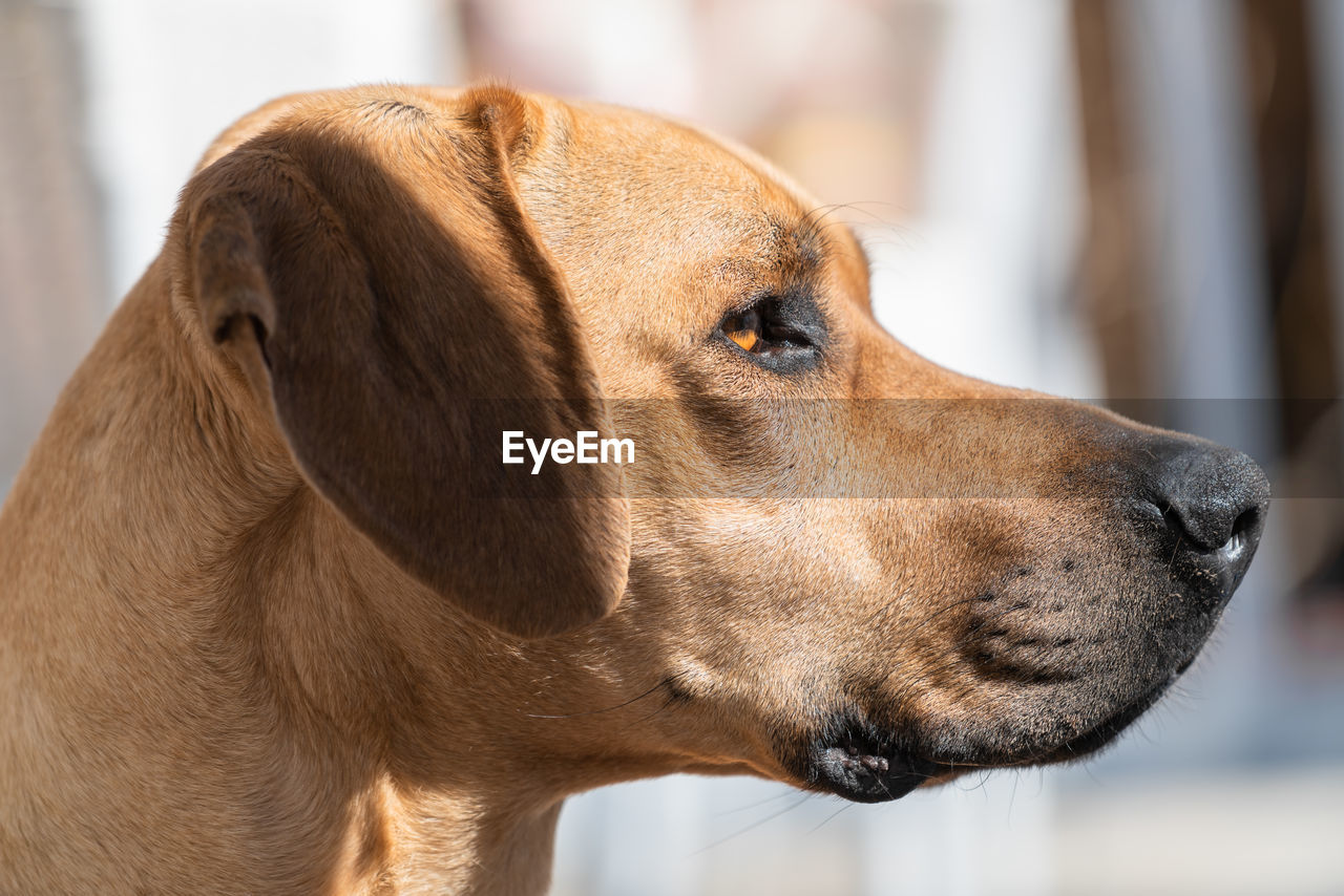 CLOSE-UP OF A HORSE LOOKING AWAY