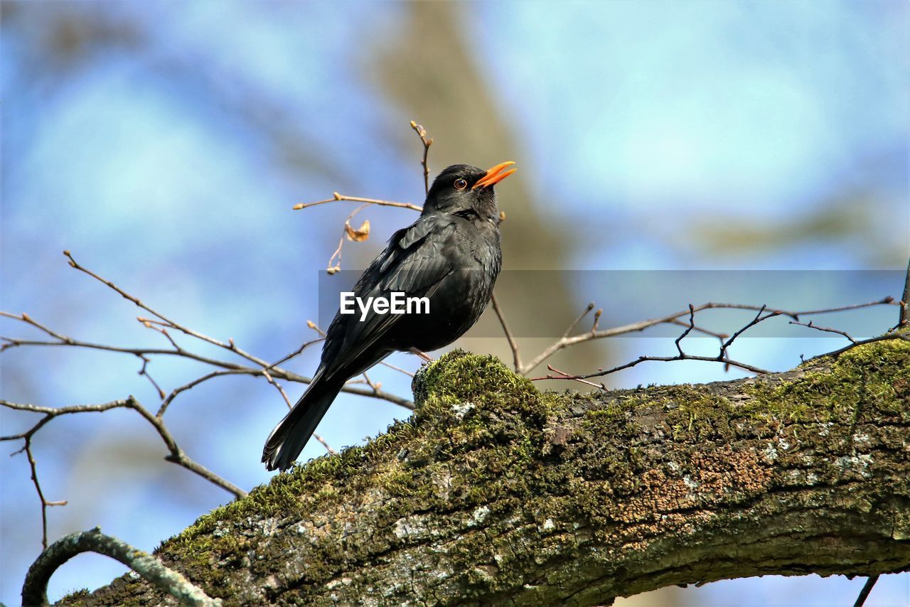 animal themes, animal, animal wildlife, bird, nature, wildlife, perching, tree, one animal, branch, plant, no people, outdoors, beak, full length, day, focus on foreground, beauty in nature, songbird