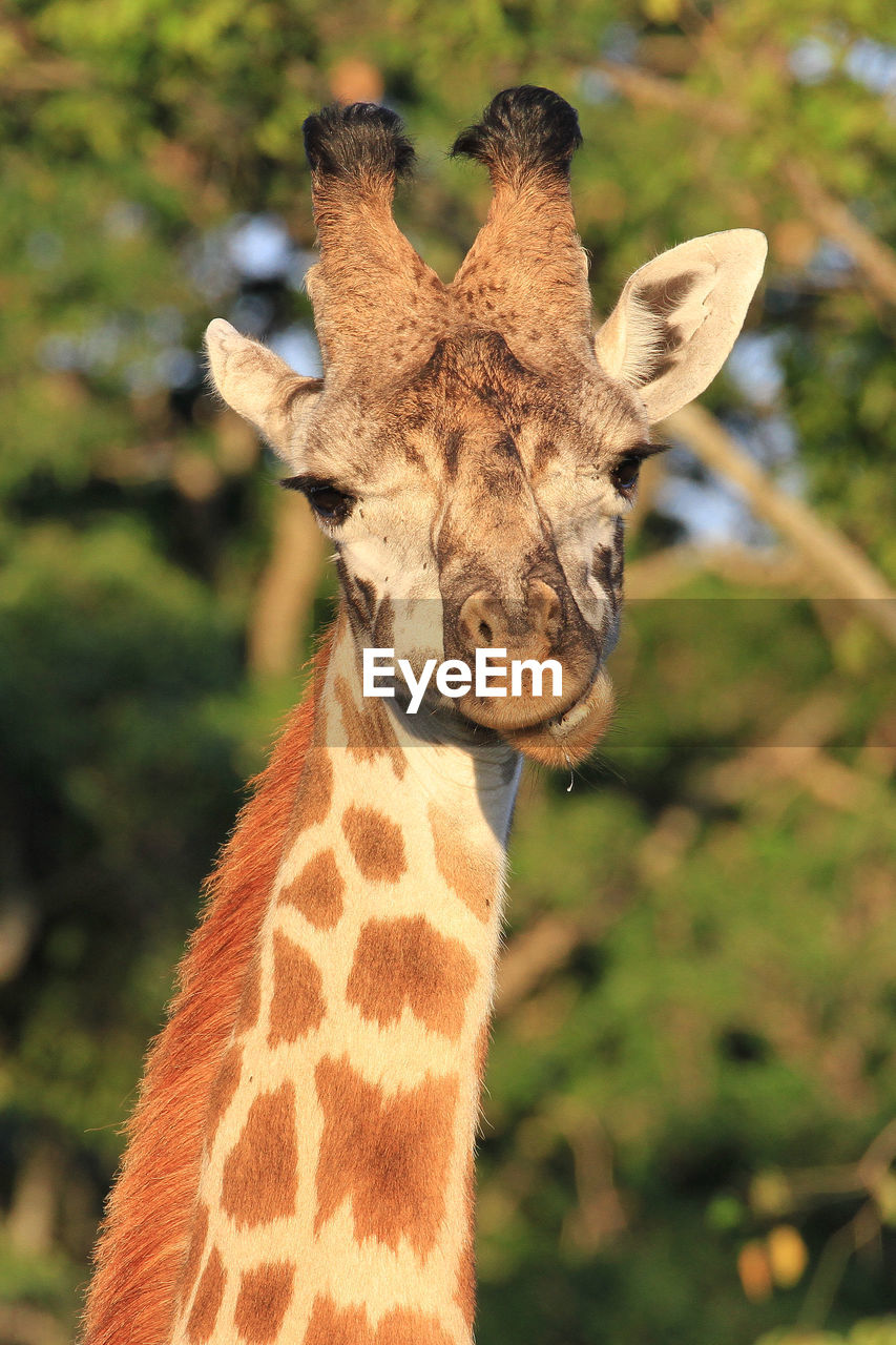 Close-up of giraffe against tree