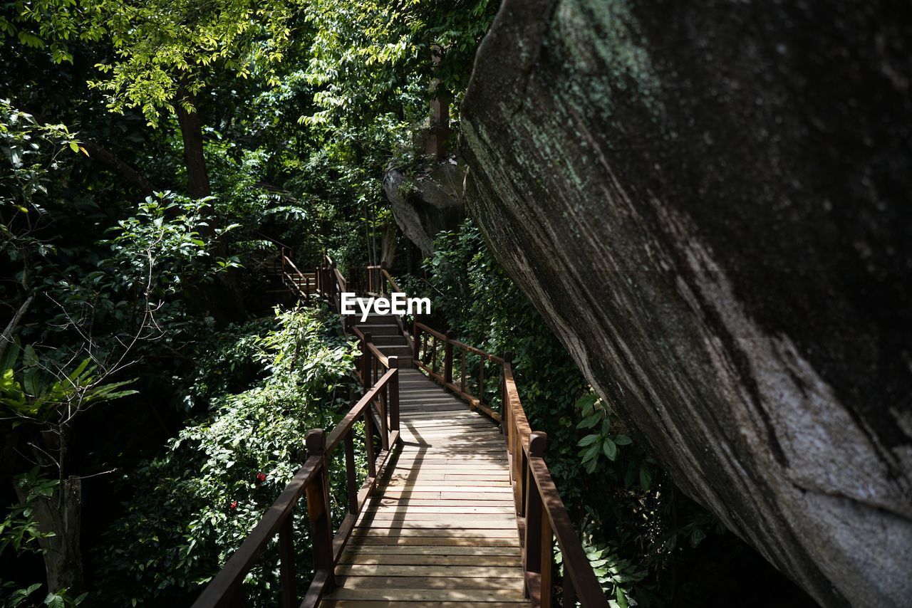 Footpath amidst trees in forest
