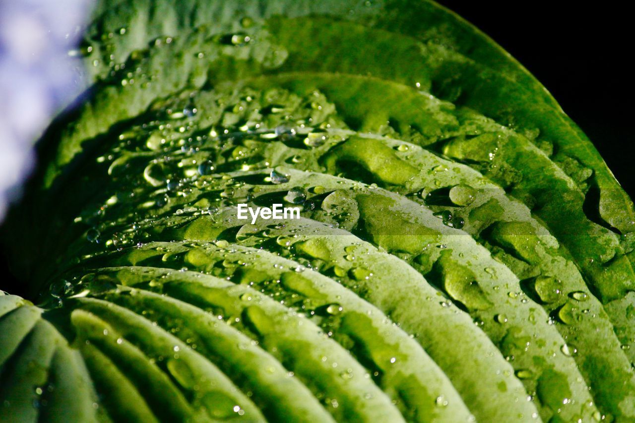 High angle view of vegetables