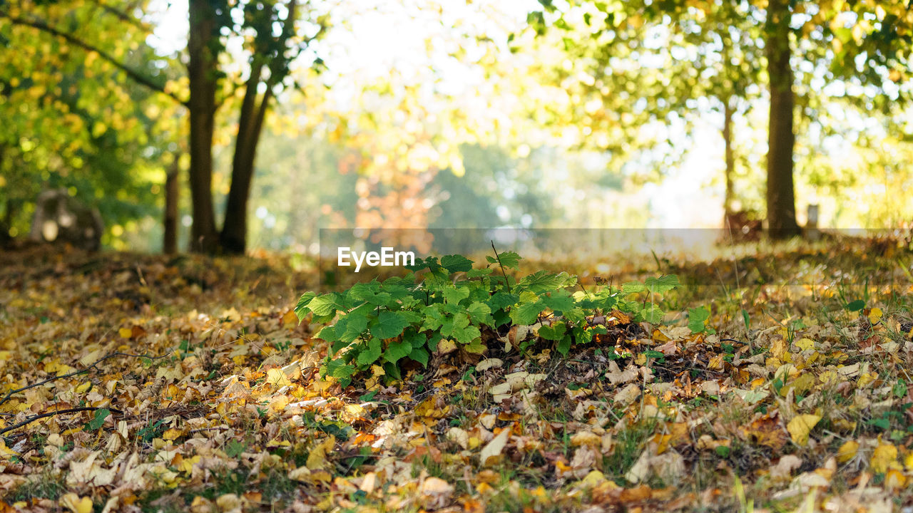 AUTUMN LEAVES ON TREE TRUNK