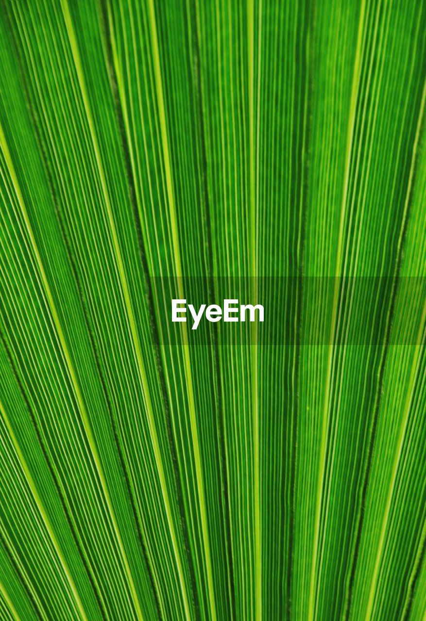 FULL FRAME SHOT OF PALM TREE LEAVES