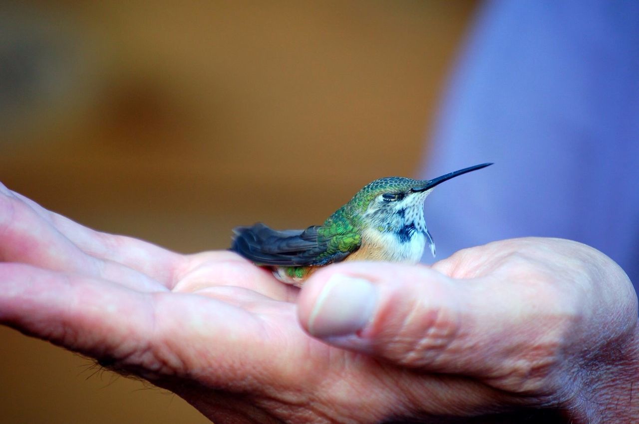 Close-up of cropped hand holding hummingbird