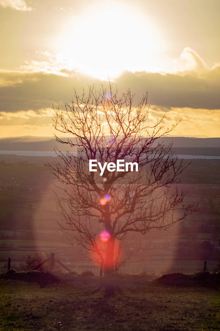 Tree by sea against sky during sunset