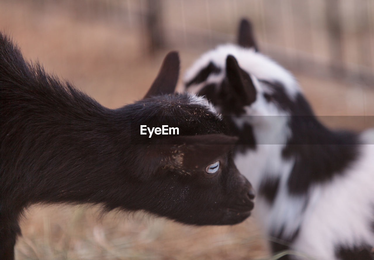 Close-up of goat in fence