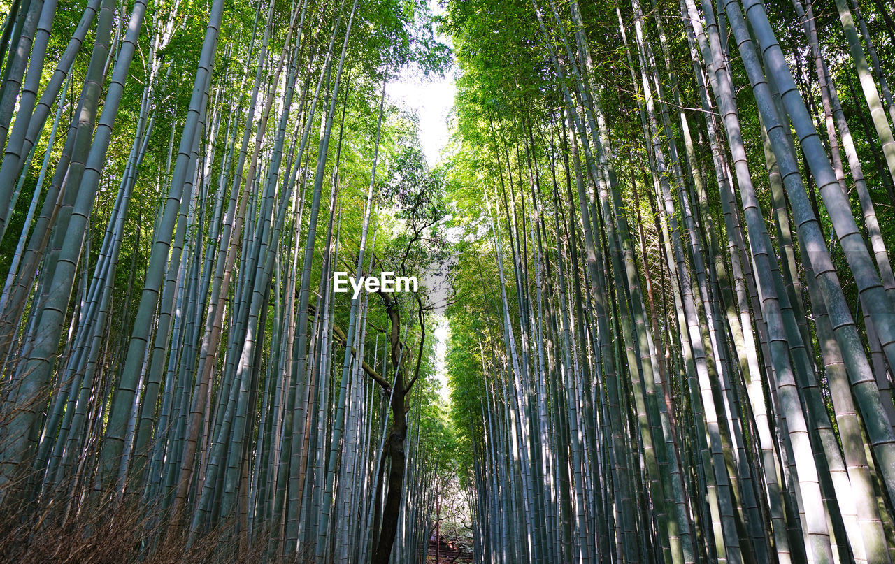 Mysterioous arashiyama bamboo kyoto japan