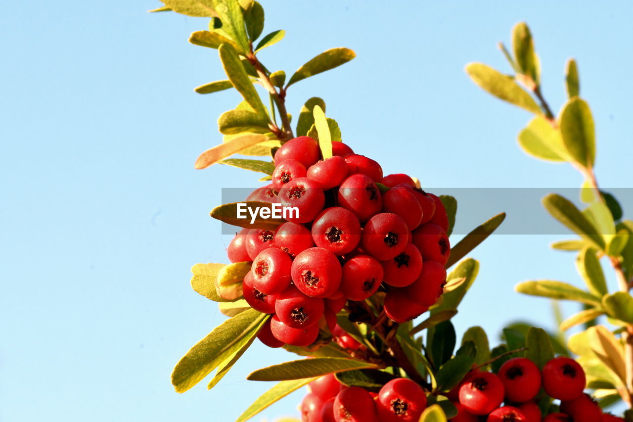 fruit, food, food and drink, healthy eating, red, plant, freshness, nature, produce, flower, growth, sky, no people, leaf, shrub, plant part, clear sky, beauty in nature, tree, wellbeing, close-up, berry, outdoors, ripe, blossom, day, sunny, rowan, blue, agriculture, branch, low angle view