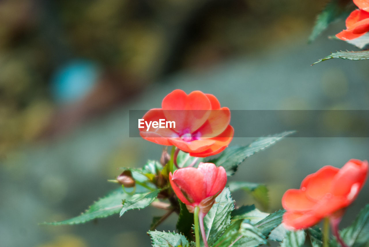 RED FLOWERS BLOOMING OUTDOORS