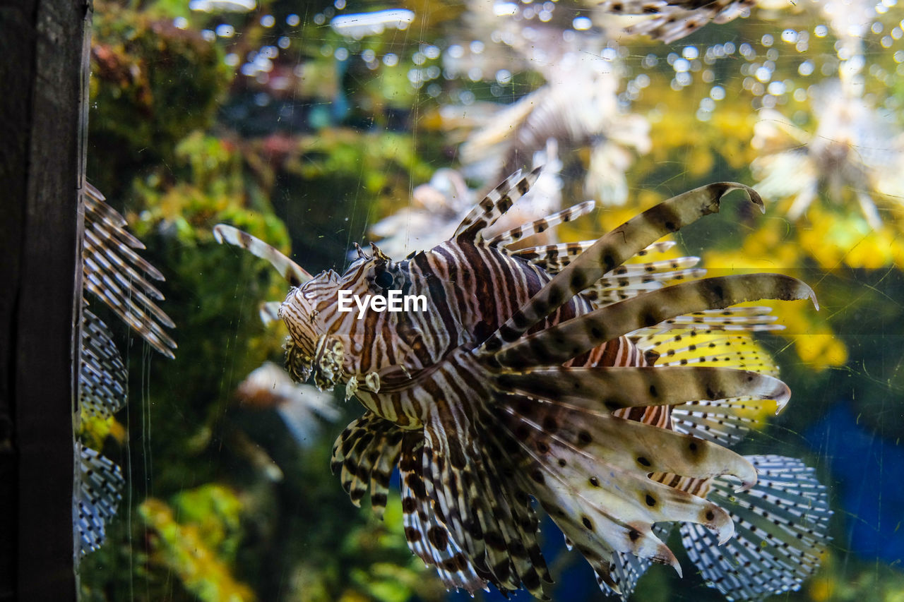 Close-up of lionfish swimming in fish tank at aquarium