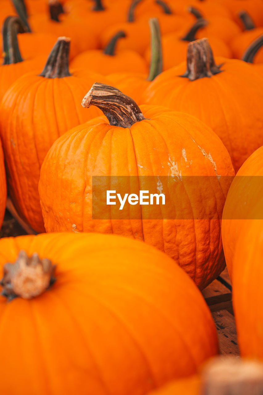 full frame shot of pumpkins for sale