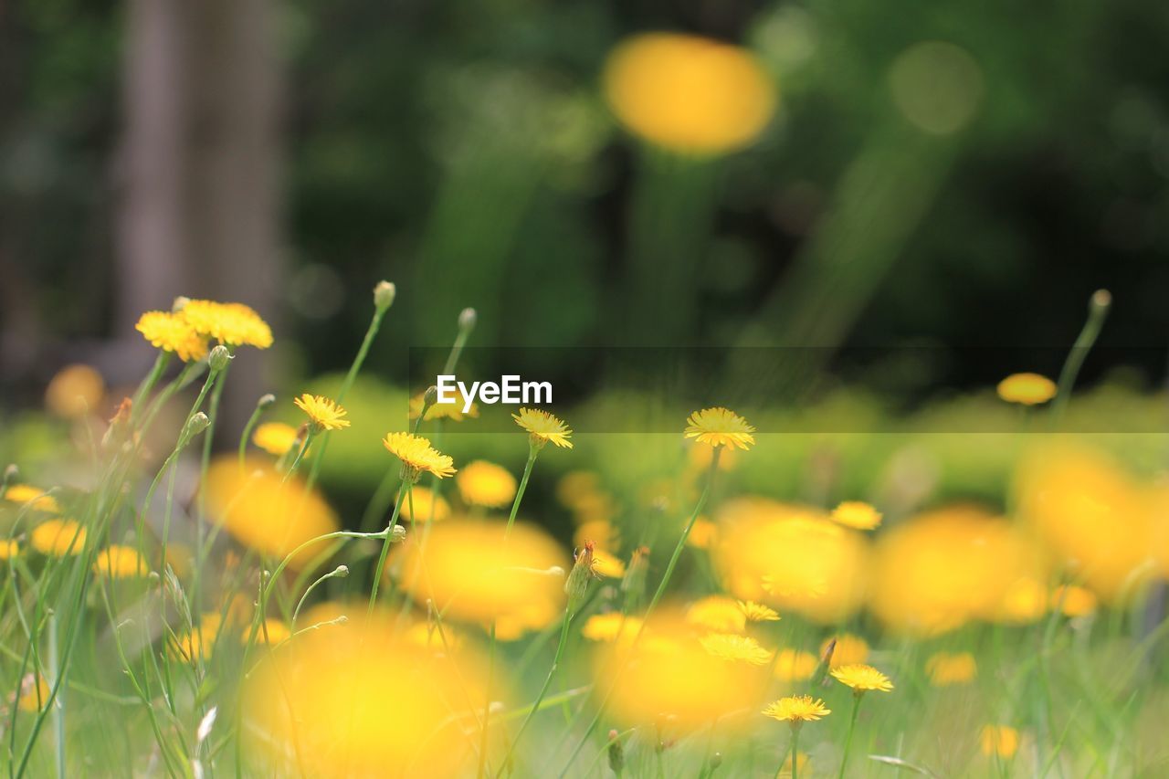 Close-up of yellow flowers blooming on field