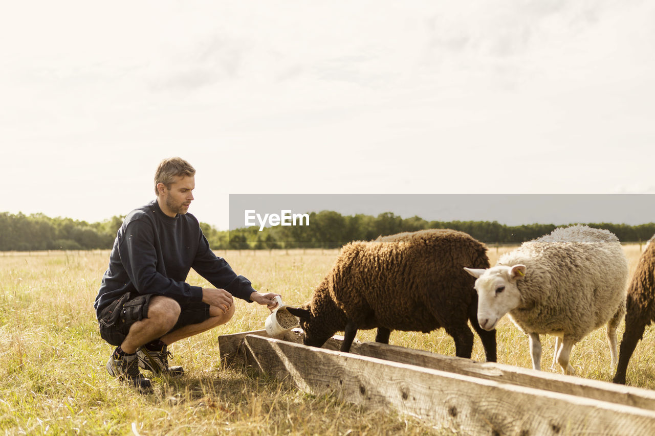 Farmer crouching while feeding sheep at farm