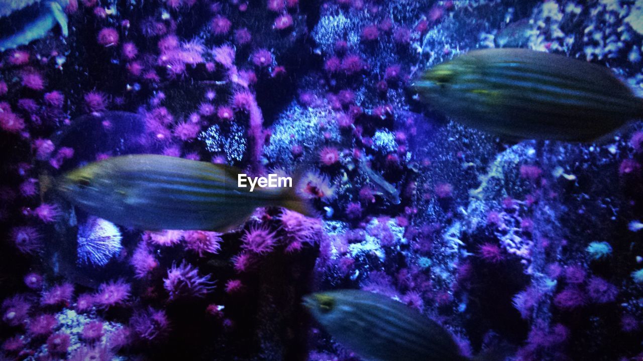 CLOSE-UP OF FISH IN AQUARIUM