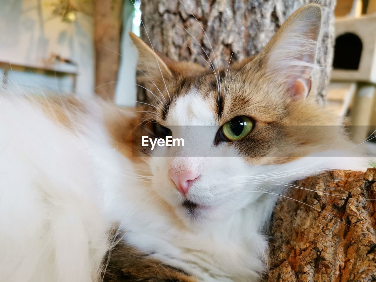 Close-up portrait of a cat