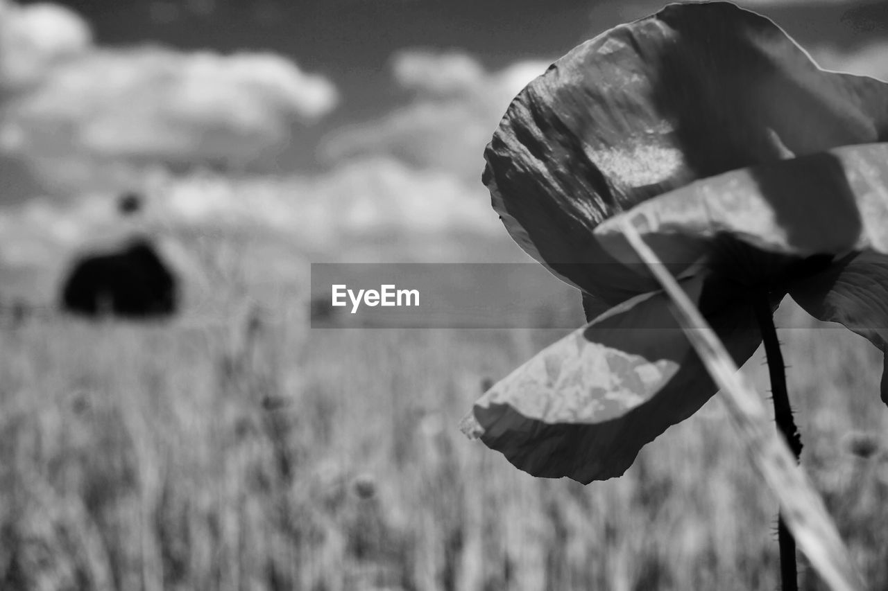 Close-up of plant against blurred background