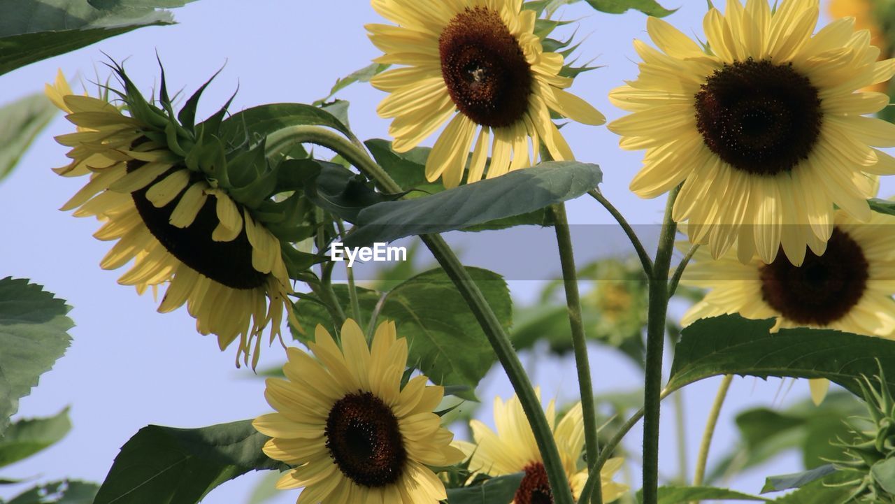 flower, plant, flowering plant, sunflower, freshness, flower head, beauty in nature, growth, yellow, nature, inflorescence, fragility, petal, close-up, leaf, plant part, no people, sky, sunflower seed, field, outdoors, pollen, day, green, botany, springtime