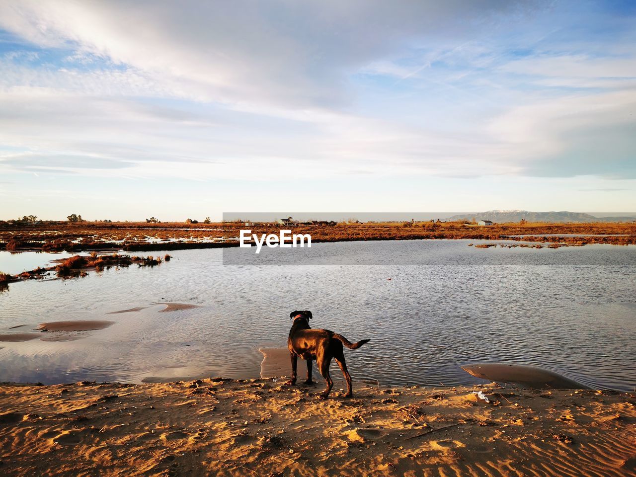 View of dog on beach against sky