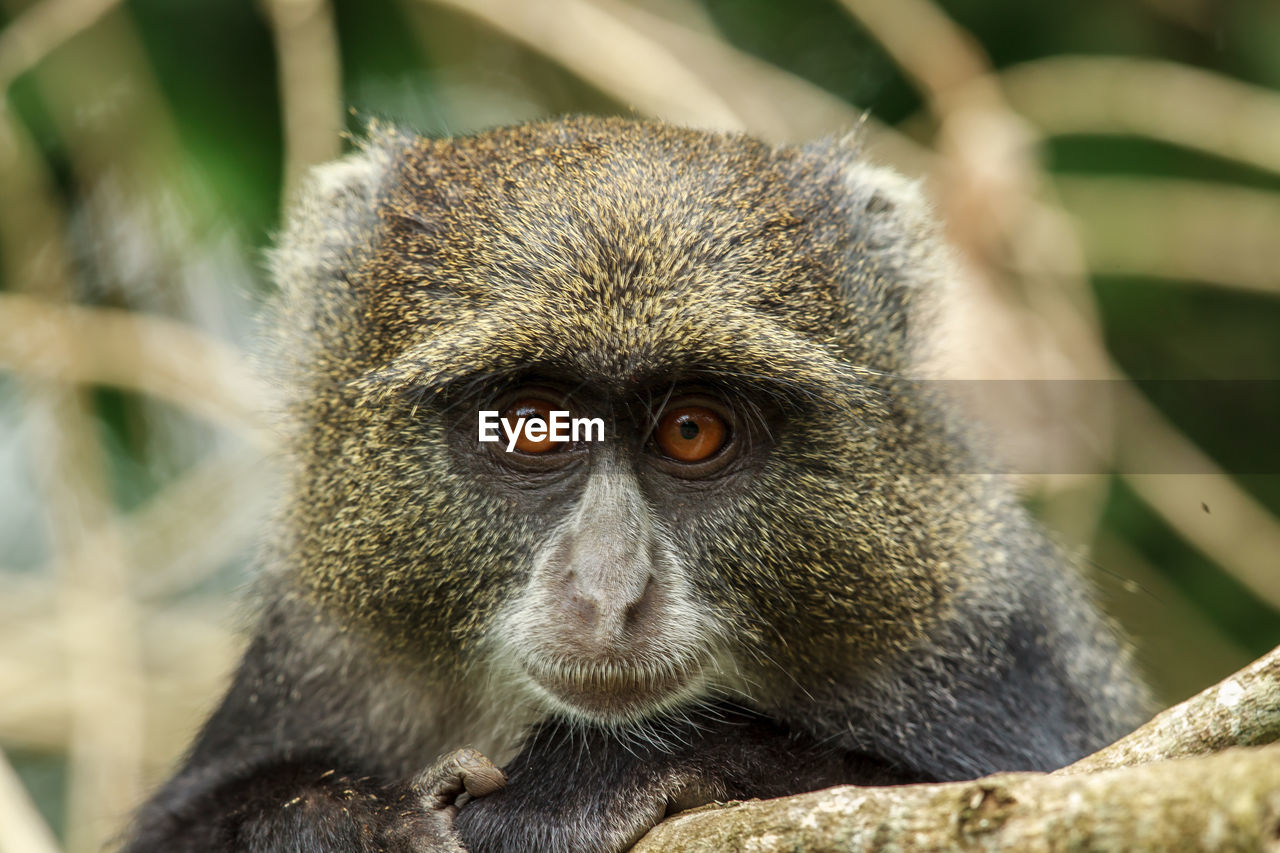 Close-up portrait of monkey