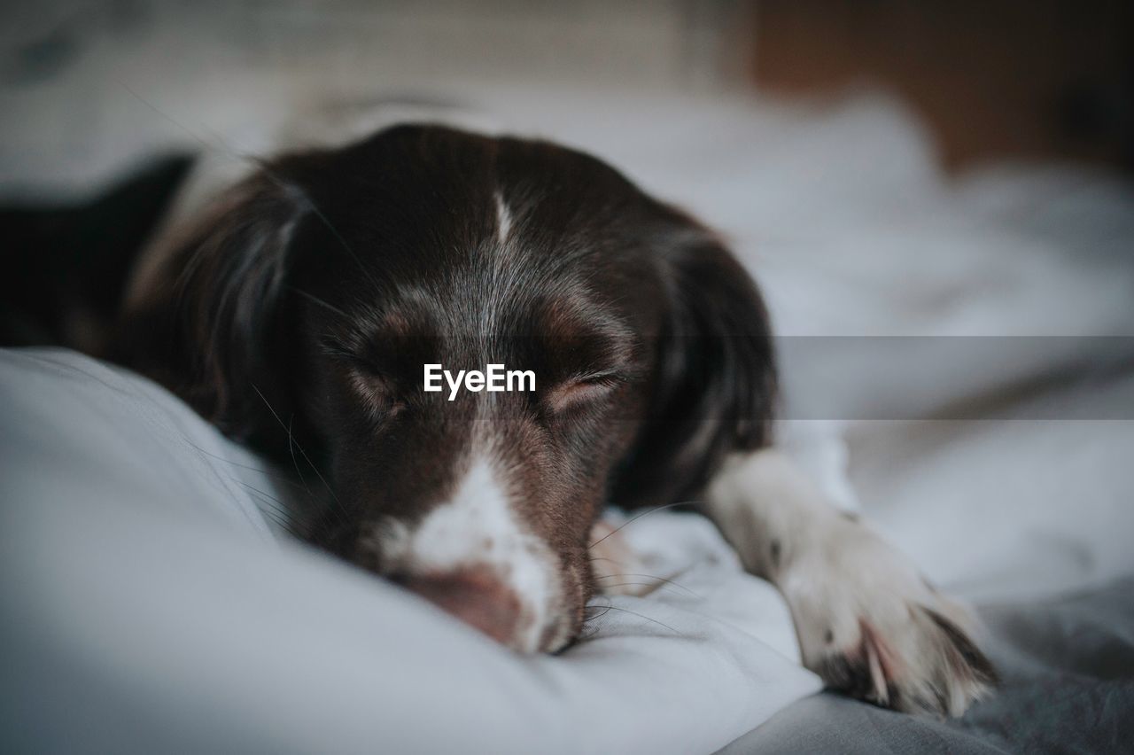 Close-up of dog sleeping on bed