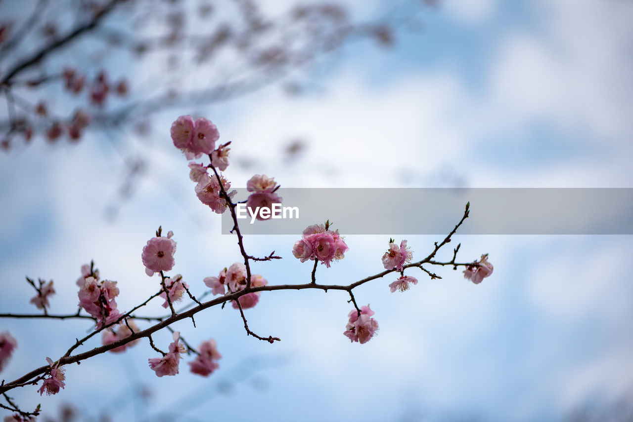 Low angle view of flower tree against sky