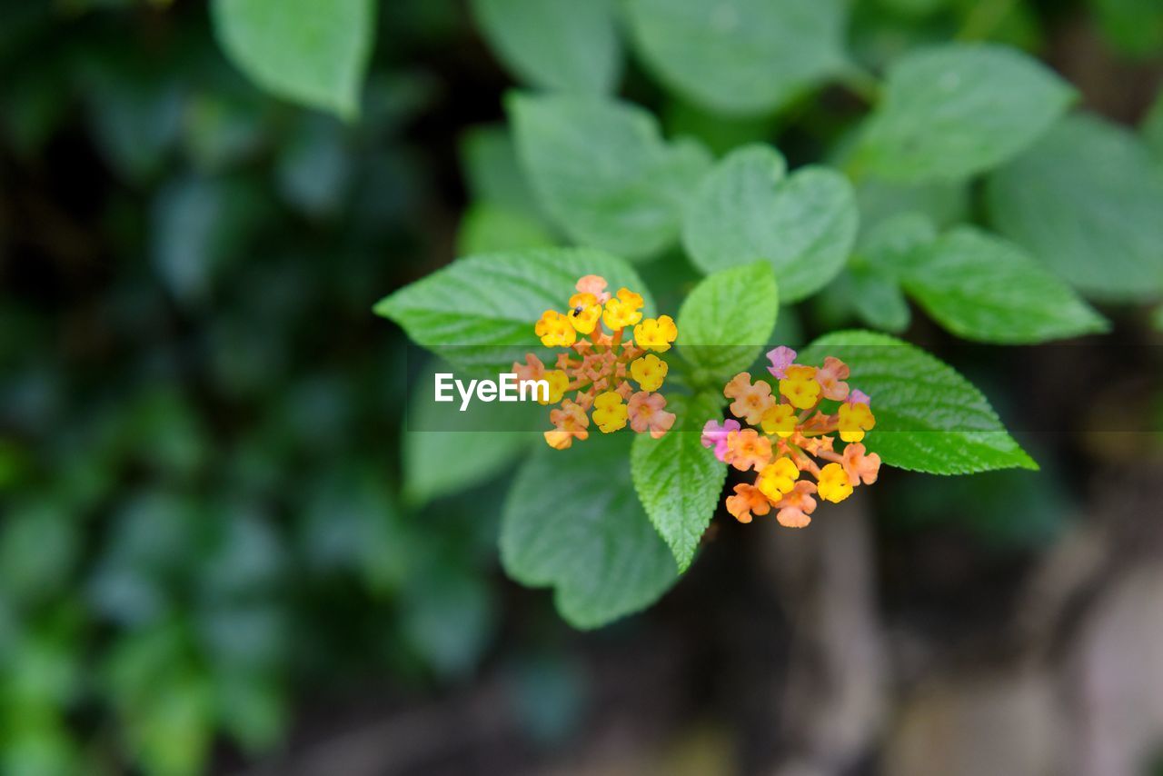 Close-up of yellow flower