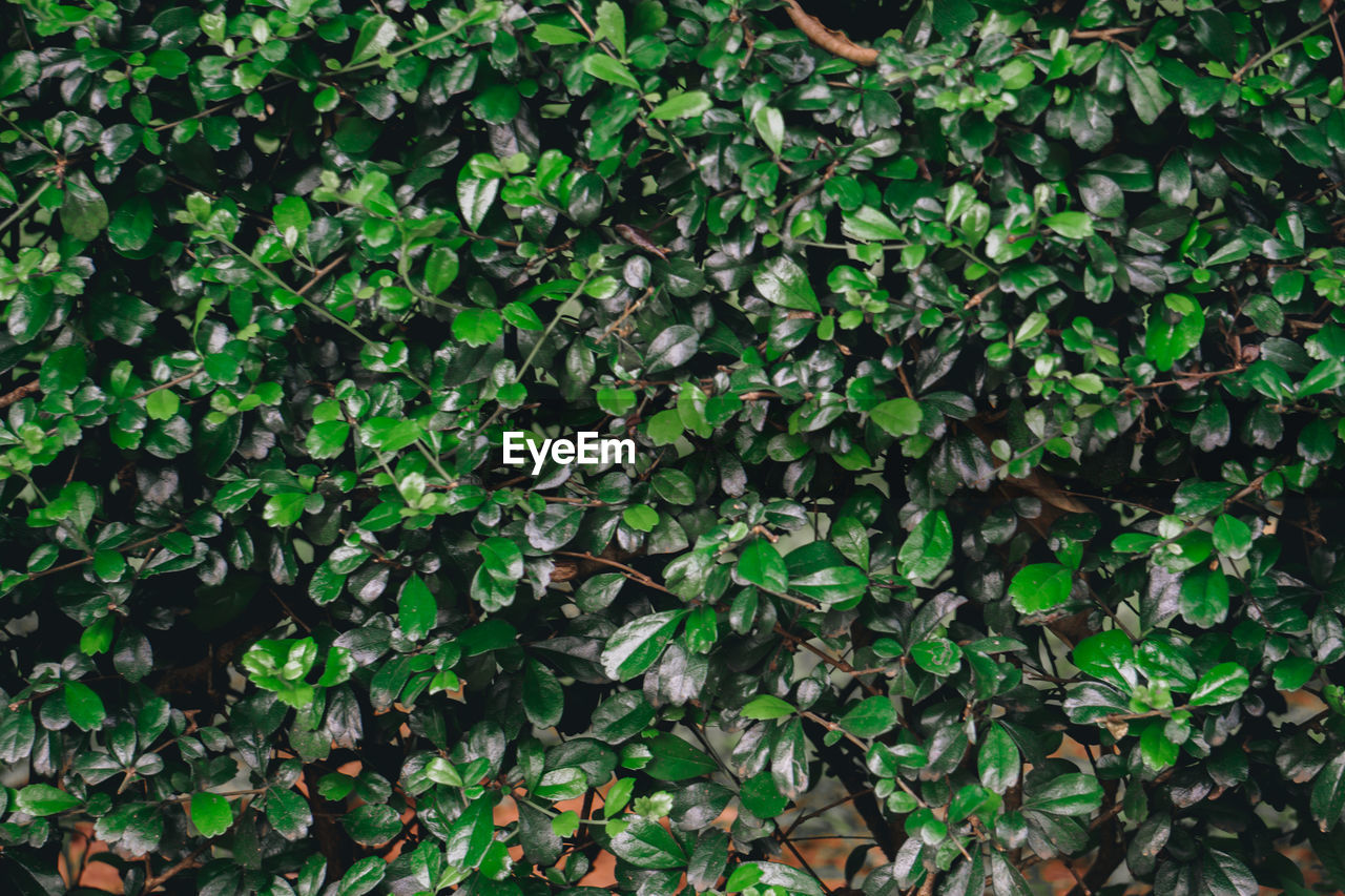 High angle view of ivy growing on field