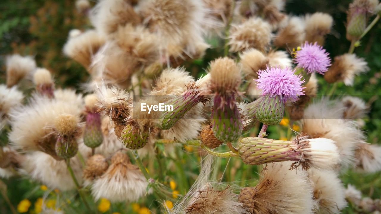 Close-up of thistle flowers