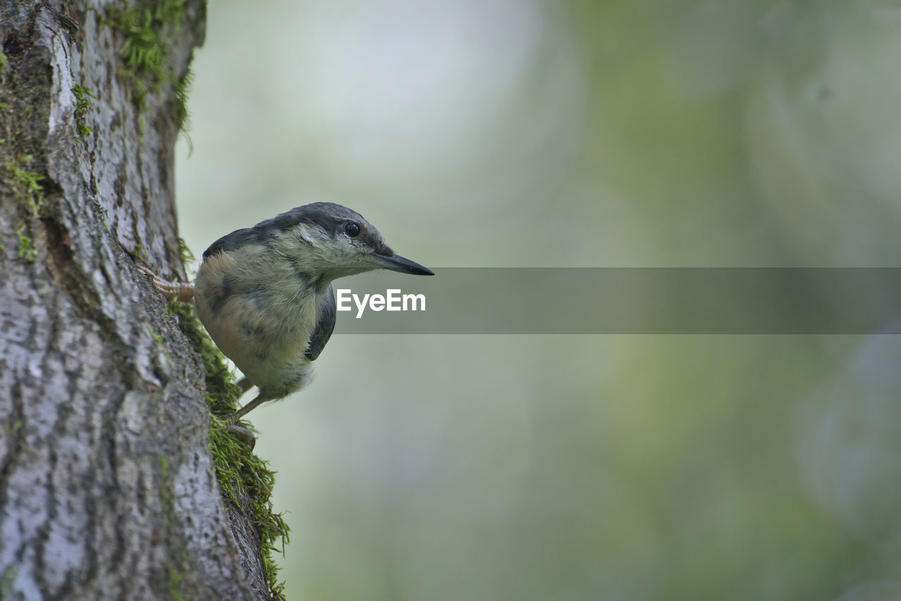animal themes, animal, animal wildlife, bird, one animal, wildlife, nature, beak, tree, close-up, tree trunk, trunk, perching, plant, focus on foreground, no people, green, selective focus, outdoors, beauty in nature, branch, day, side view, full length, environment