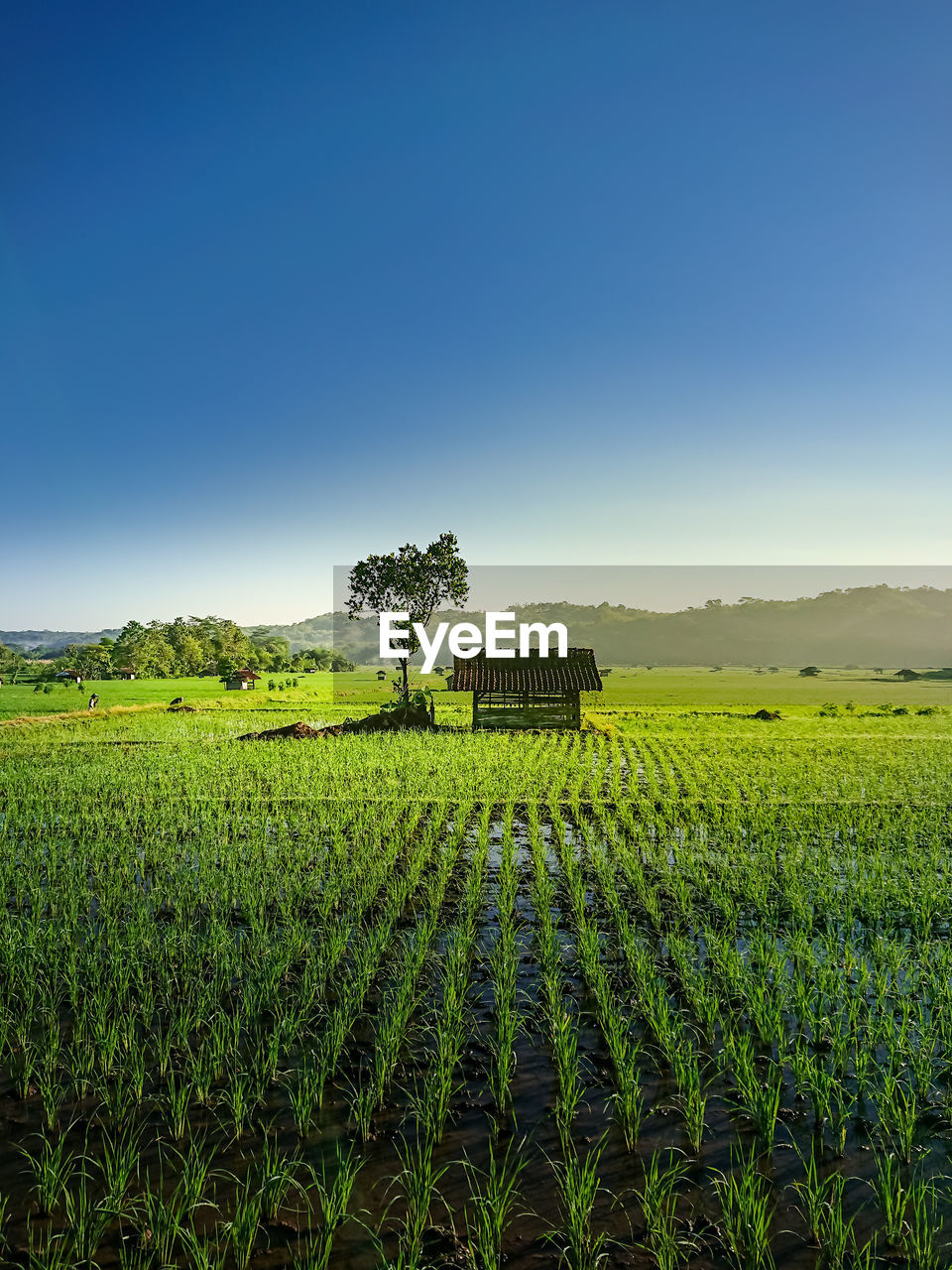 Scenic view of agricultural field against clear sky