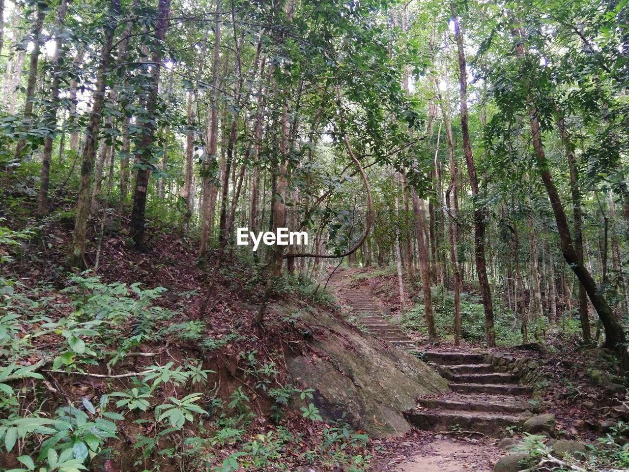 TREES GROWING IN FOREST