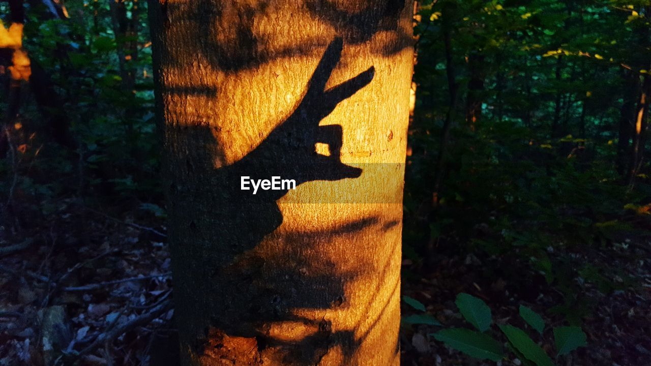 Hand shadow on tree trunk in forest