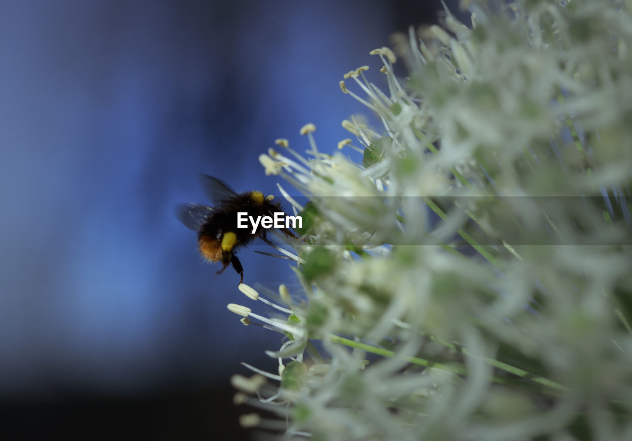 CLOSE-UP OF HONEY BEE ON FLOWER