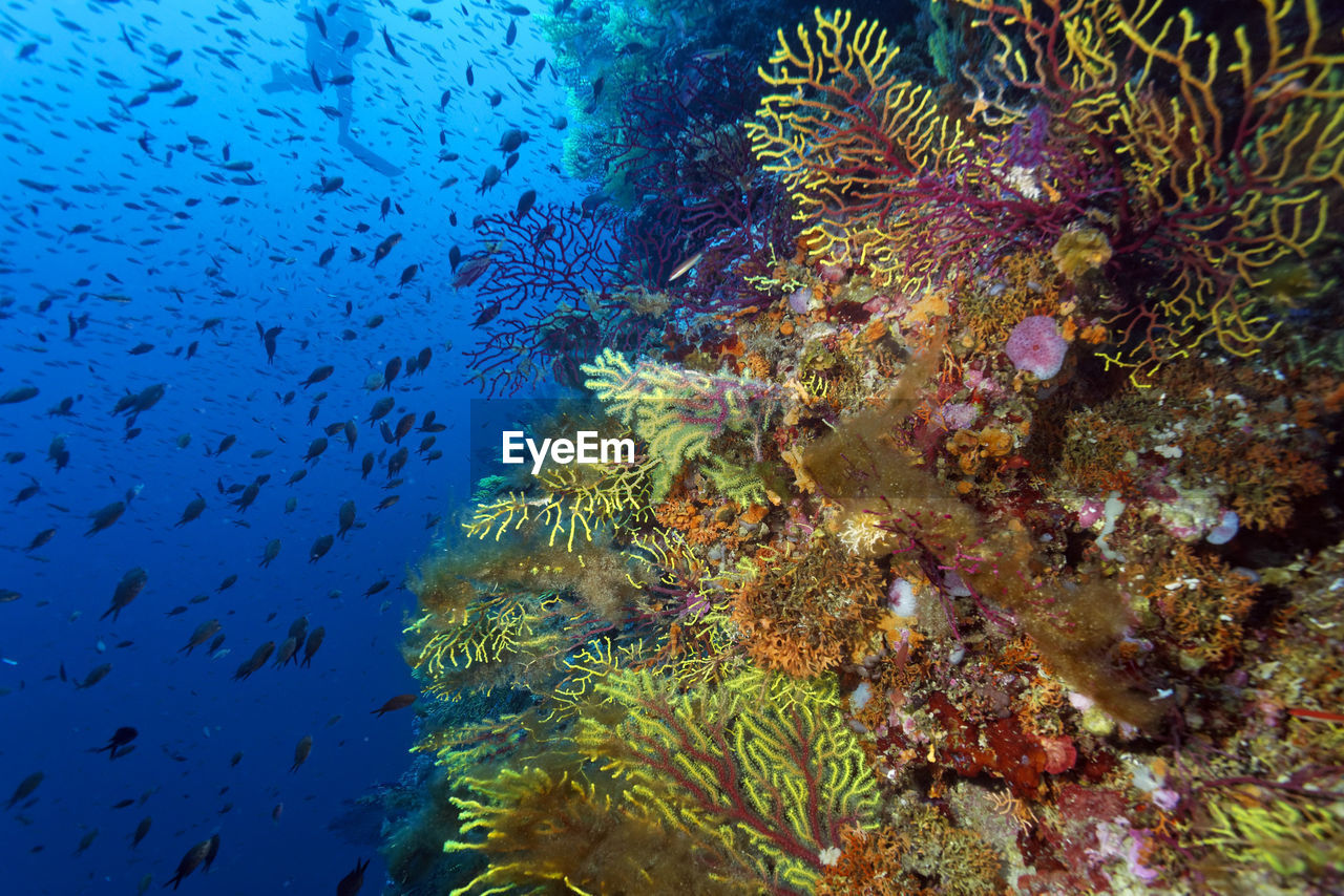 Coral reef from lastovo island, croatia