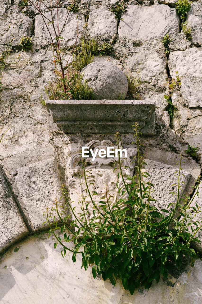 HIGH ANGLE VIEW OF PLANTS GROWING ON WALL