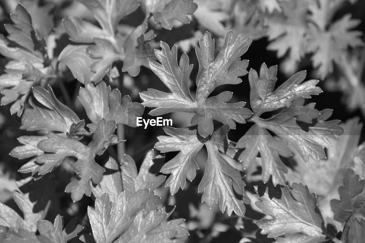 FULL FRAME SHOT OF WET LEAVES ON PLANT