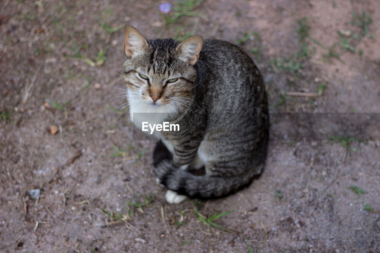 CLOSE-UP OF CAT ON FIELD