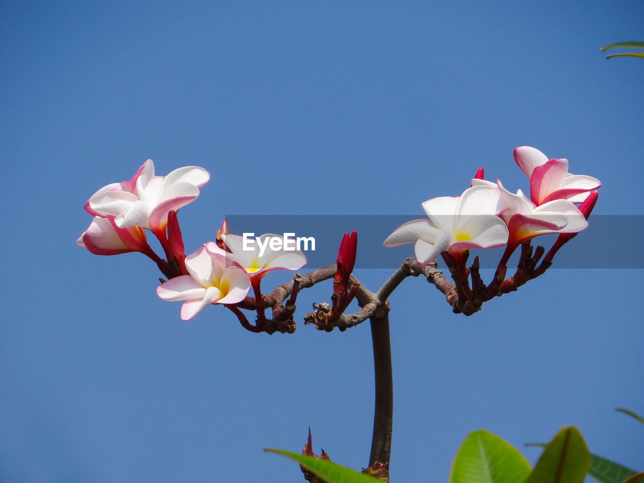 LOW ANGLE VIEW OF PINK FLOWERING PLANT AGAINST SKY