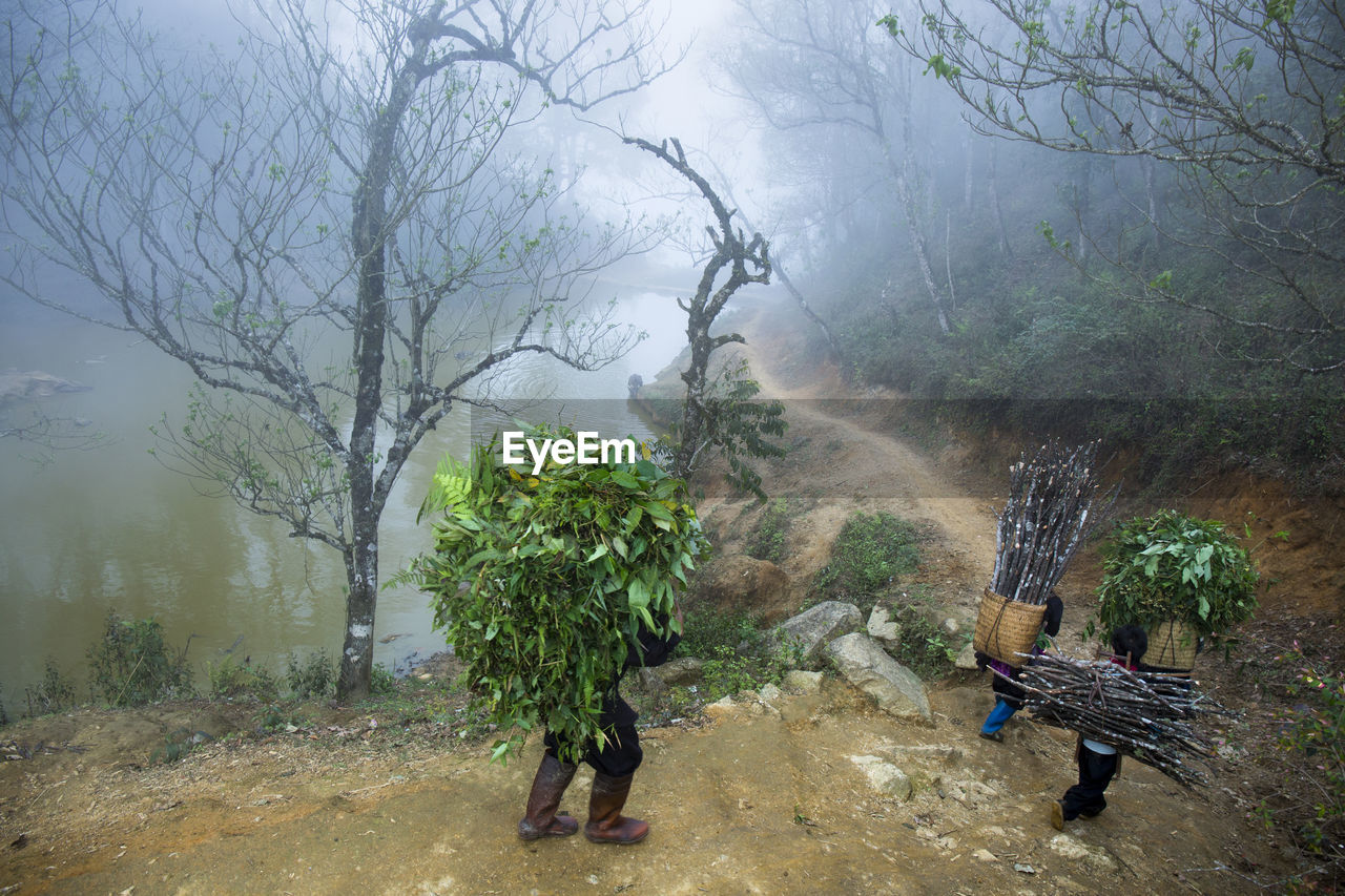 People carrying plants and wood at forest during foggy weather