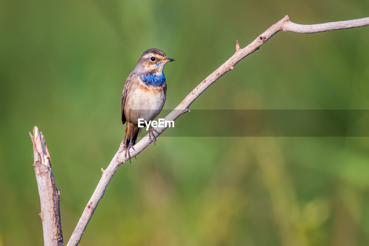 CLOSE-UP OF A BIRD PERCHING ON TWIG