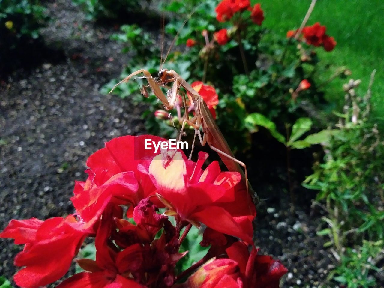 CLOSE-UP OF HONEY BEE ON RED FLOWERS