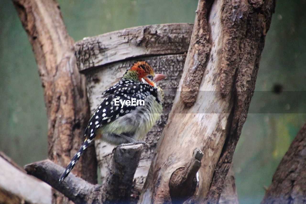 CLOSE-UP OF A BIRD