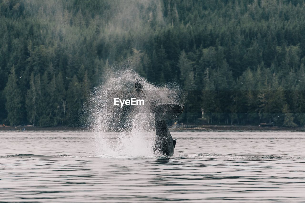 Whale diving in sea against mountain